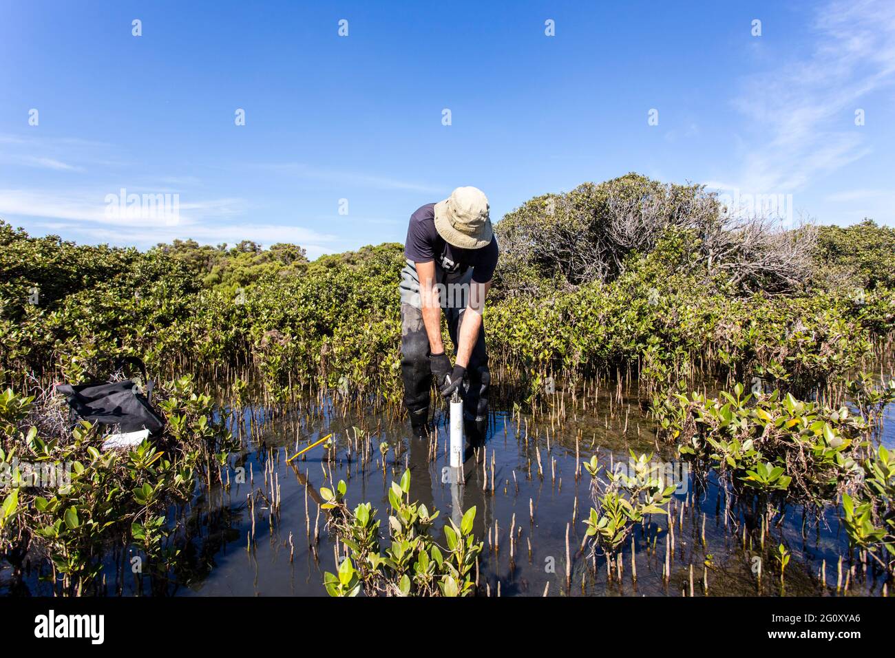 Scienziato che raccoglie un nucleo di sedimento per valutare i tassi di sequestro di carbonio nel sedimento di mangrovie. Foto Stock
