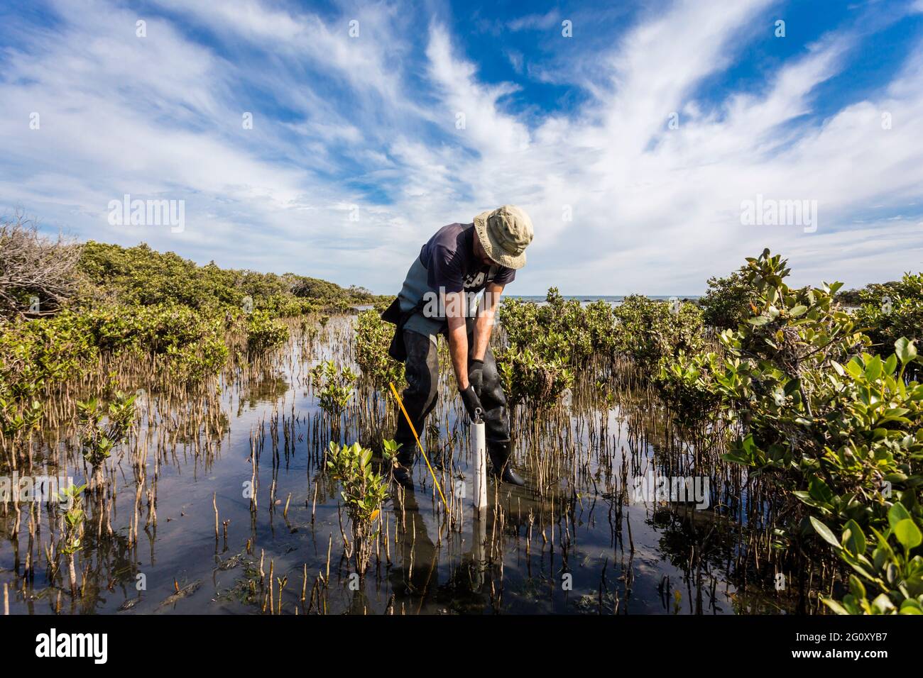 Scienziato che raccoglie un nucleo di sedimento per valutare i tassi di sequestro di carbonio nel sedimento di mangrovie. Foto Stock