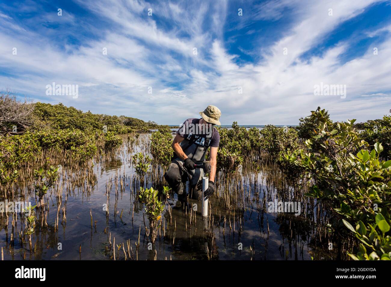 Scienziato che raccoglie un nucleo di sedimento per valutare i tassi di sequestro di carbonio nel sedimento di mangrovie. Foto Stock