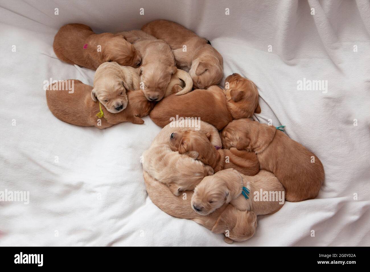 cuccioli neonati che si snaffano insieme per il calore un mucchio di code, orecchie e pelliccia Foto Stock