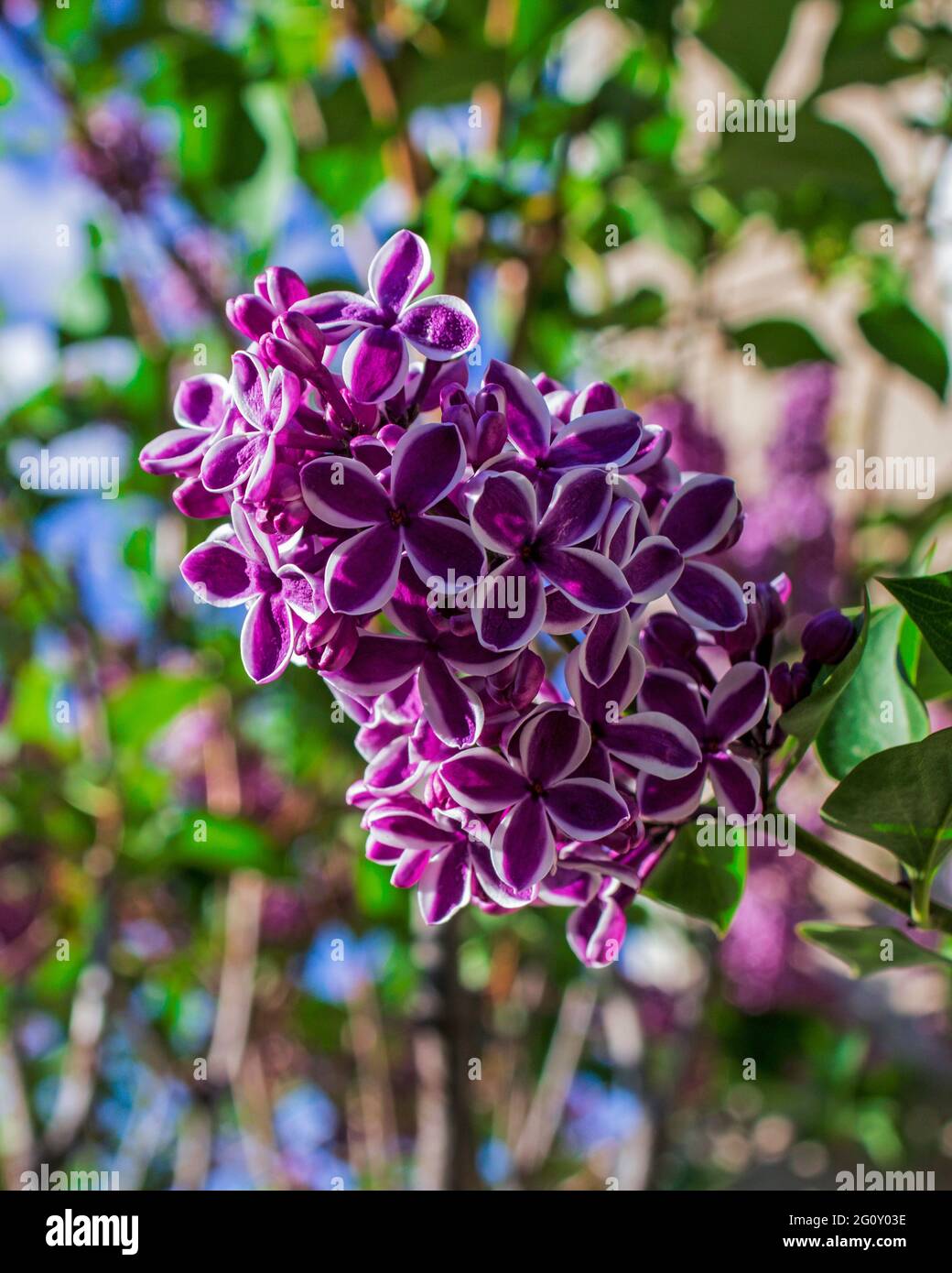 Fiori di lilla viola con foglie verdi e cielo blu Foto Stock