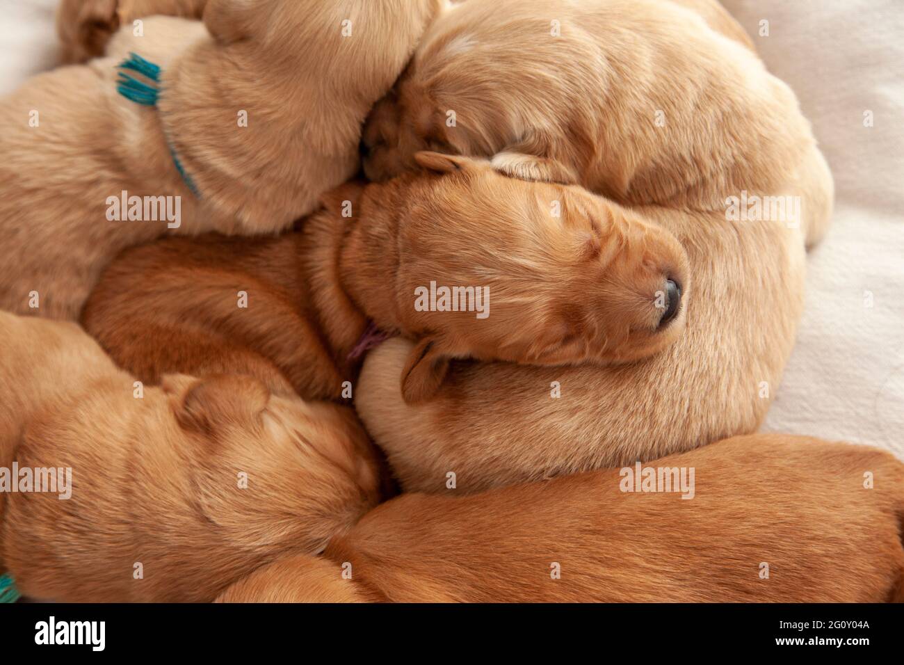 guardando verso il basso su un mucchio di cuccioli che dormono Foto Stock