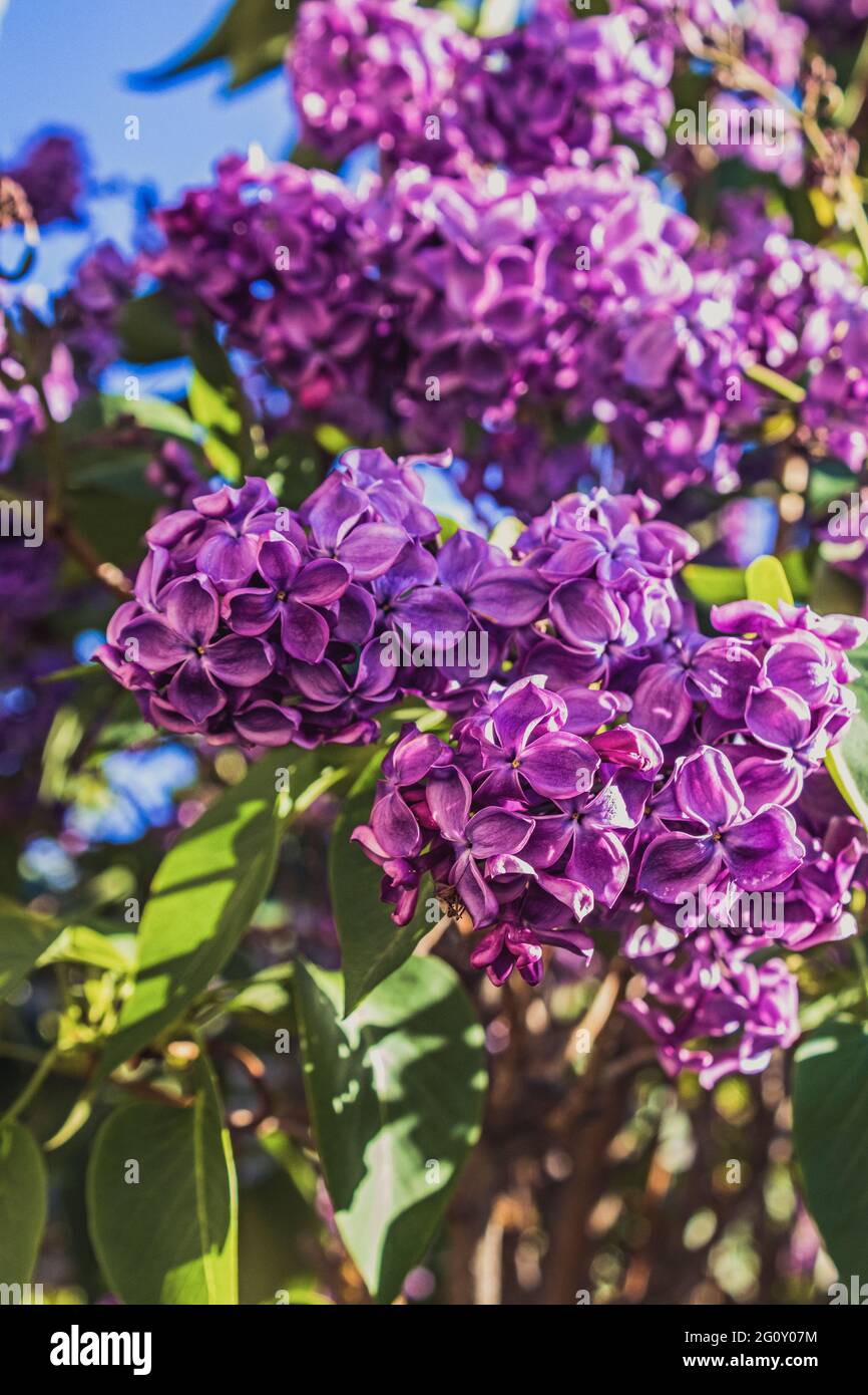 Fiori di lilla viola con foglie verdi e cielo blu Foto Stock