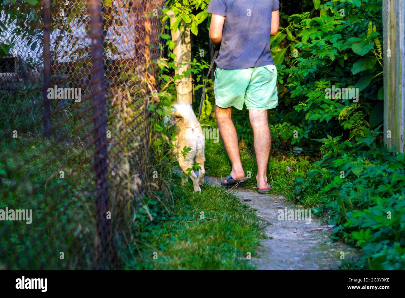 Defocalizzare il giovane uomo che cammina con un cane, siberiano laika Husky, nel villaggio, campagna. Estate, vista posteriore. L'animale domestico trascina il proprietario. Brigata sfocata Foto Stock