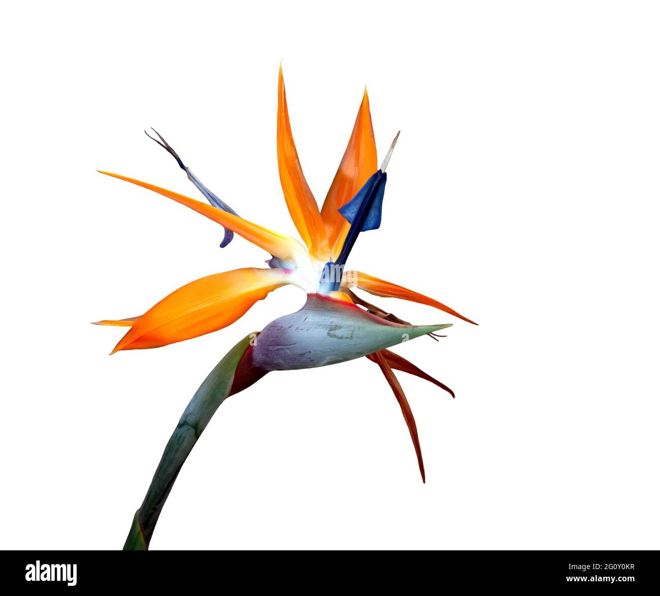 uccello di fiore paradiso primo piano su cattivo giorno capelli su uno sfondo bianco Foto Stock