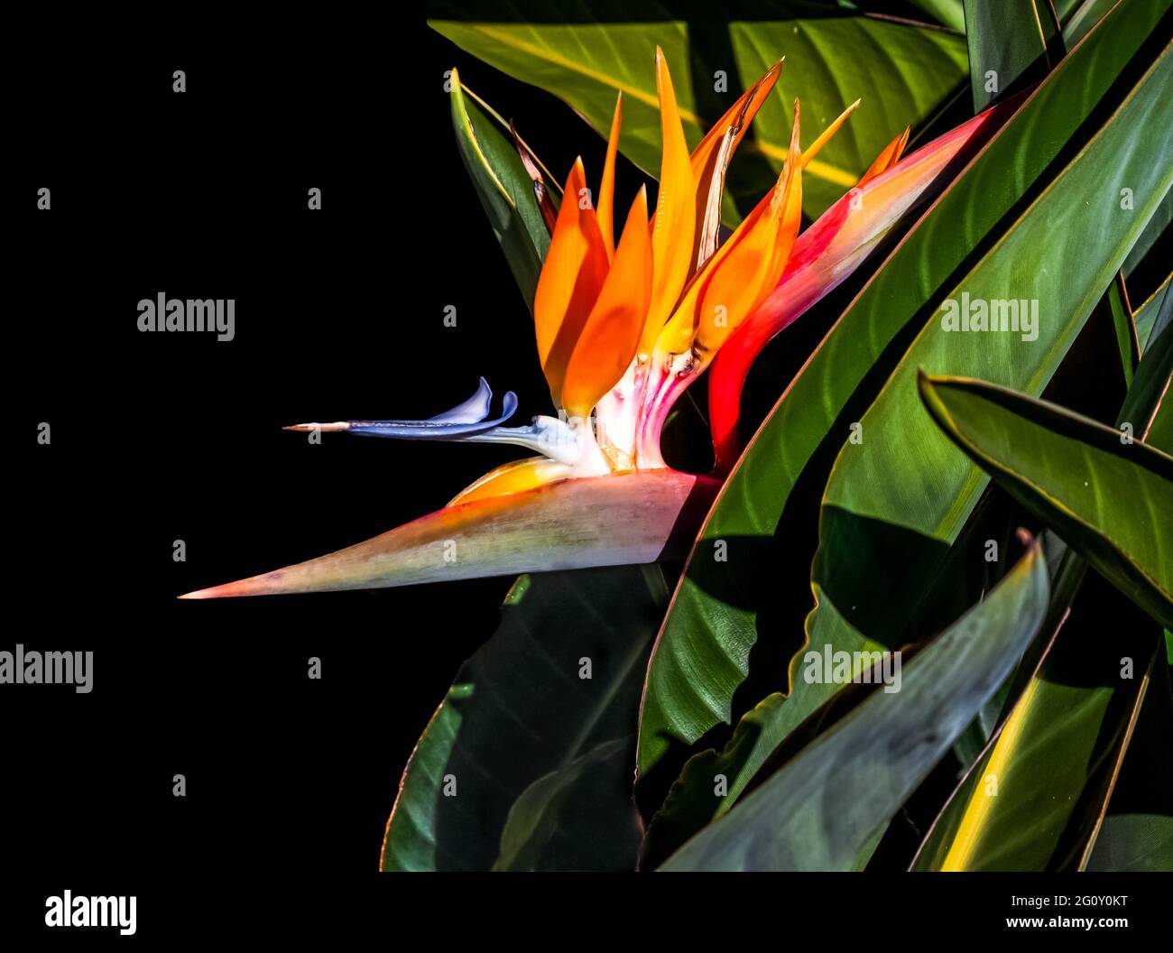 Vibrante uccello colorato di fiore paradiso e foglie closeup con ombre sfondo nero Foto Stock