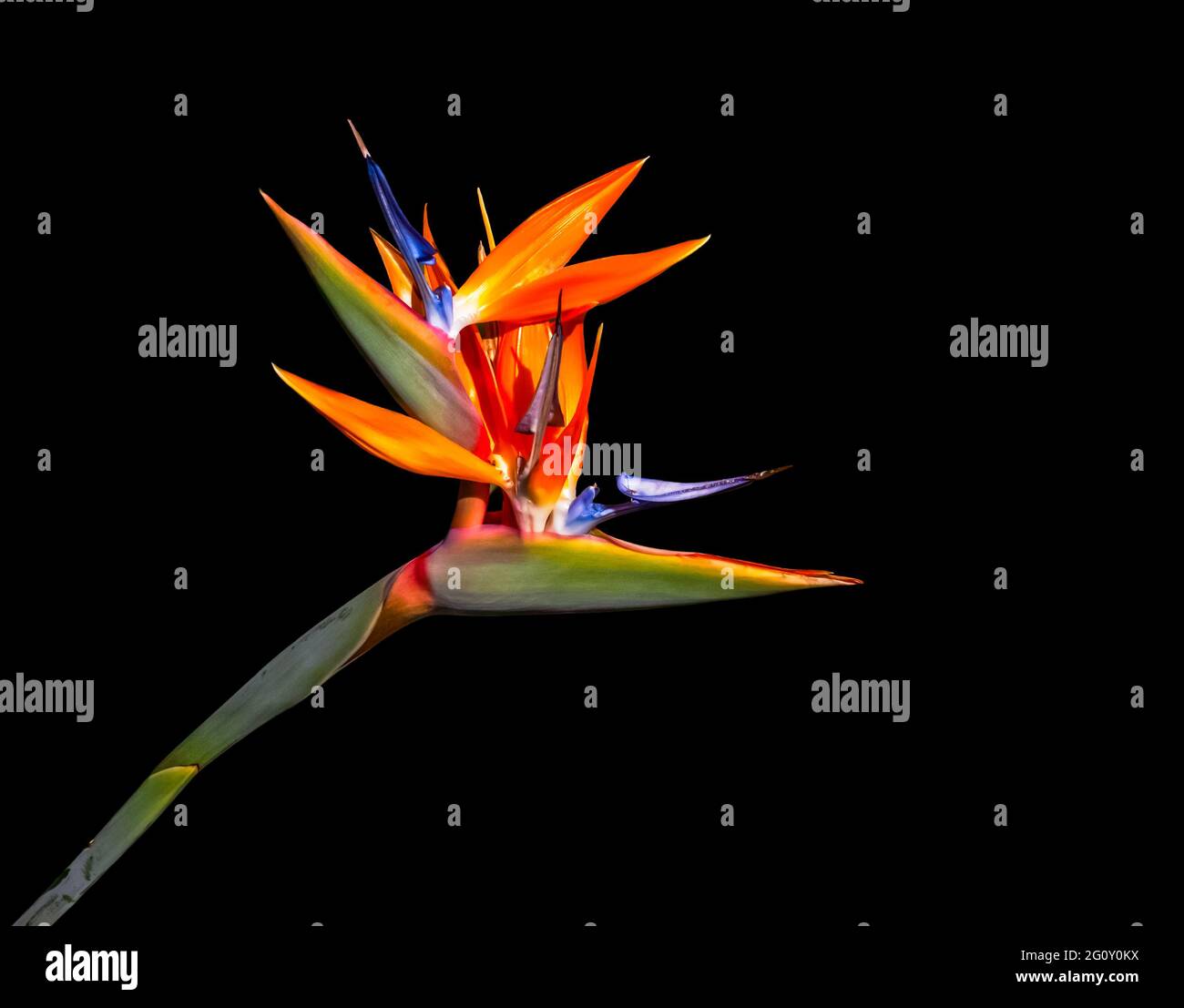 uccello colorato luminoso di fiore paradiso primo piano su un nero sfondo Foto Stock