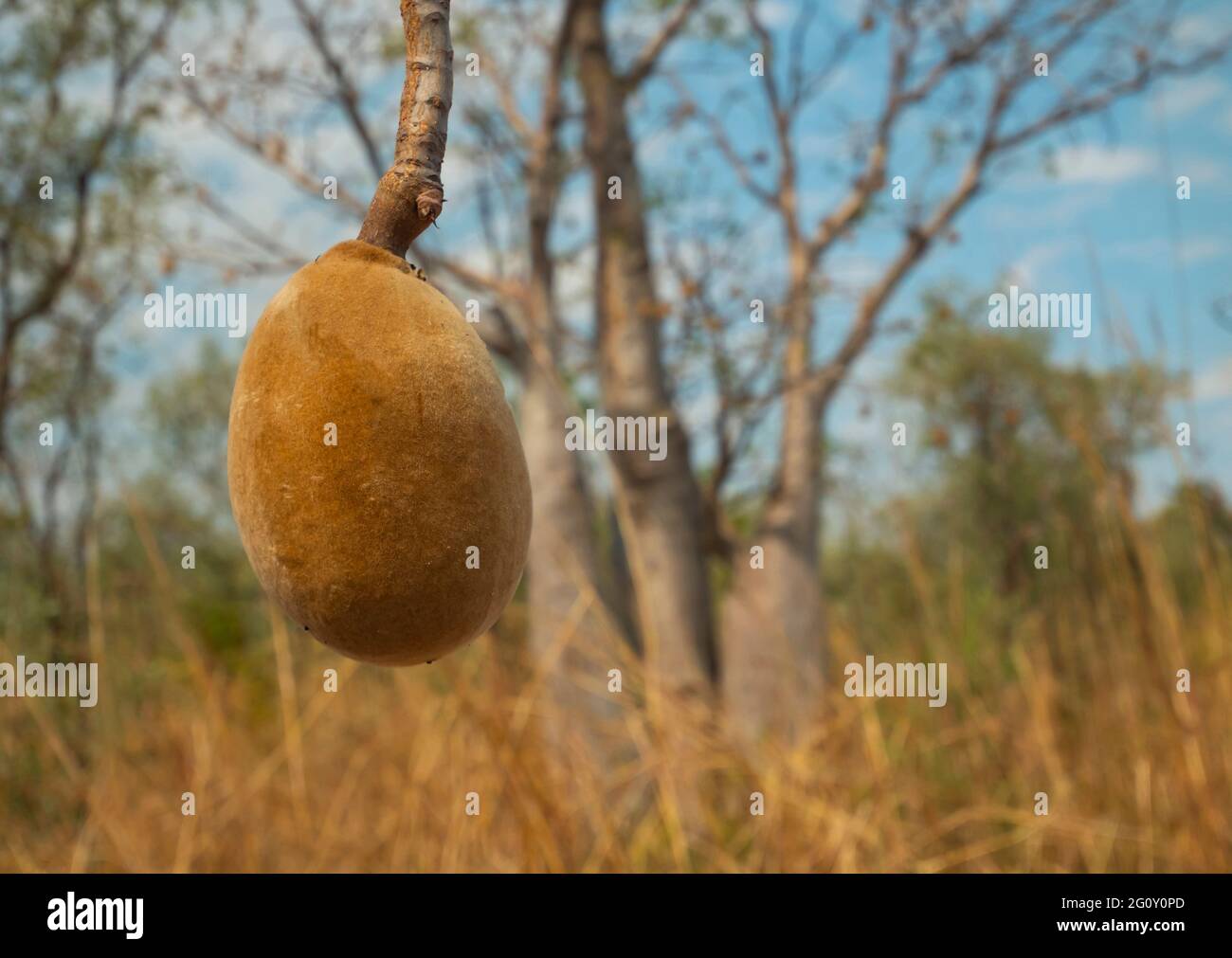 Boab tree, Adansonia gregorii, frutta nella regione di Kimberly, Australia occidentale. Foto Stock