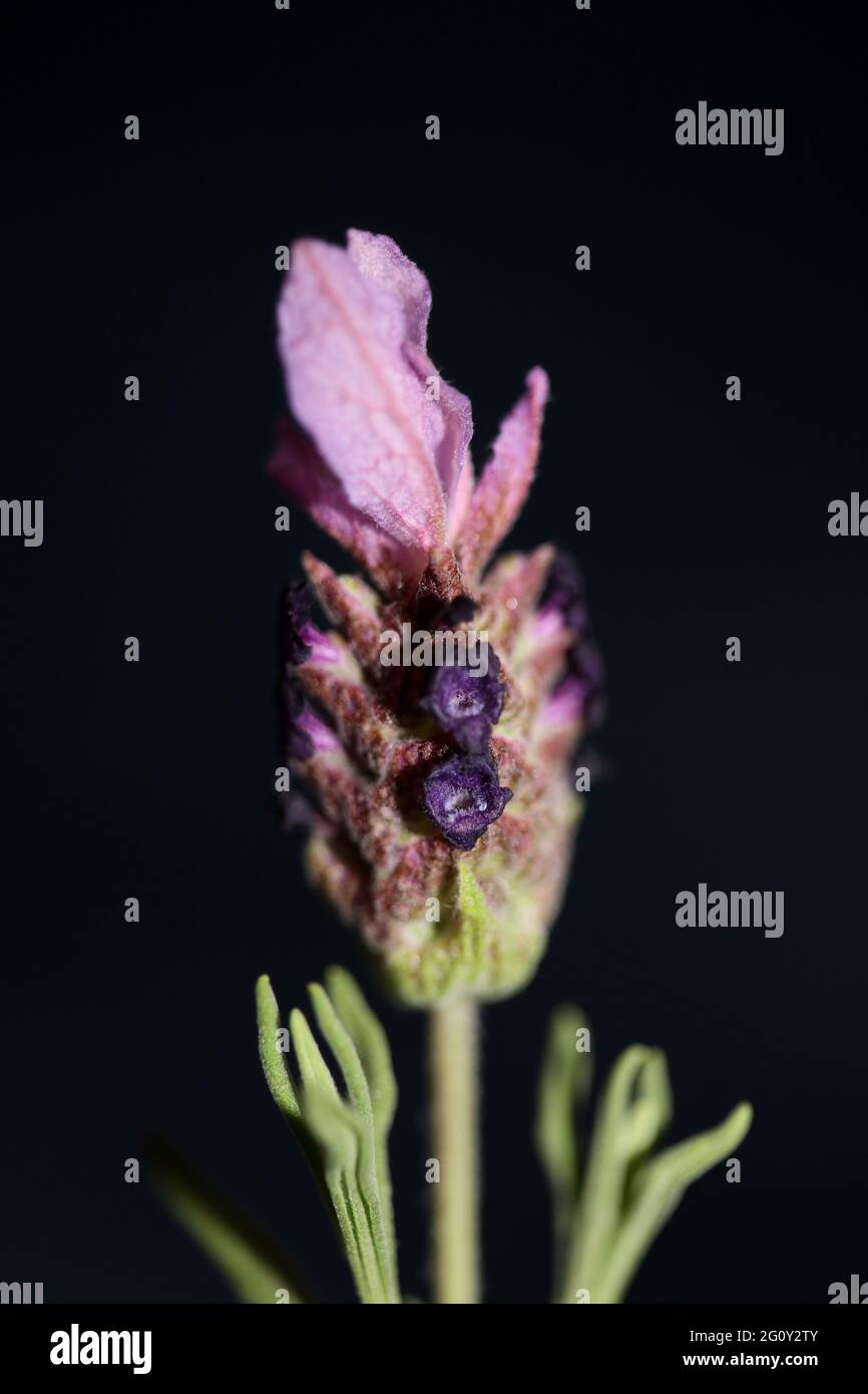 Piante aromatiche fiore primo piano sfondo lavandula stoechas famiglia lamiaceae botanica alta qualità stampe di grandi dimensioni Foto Stock