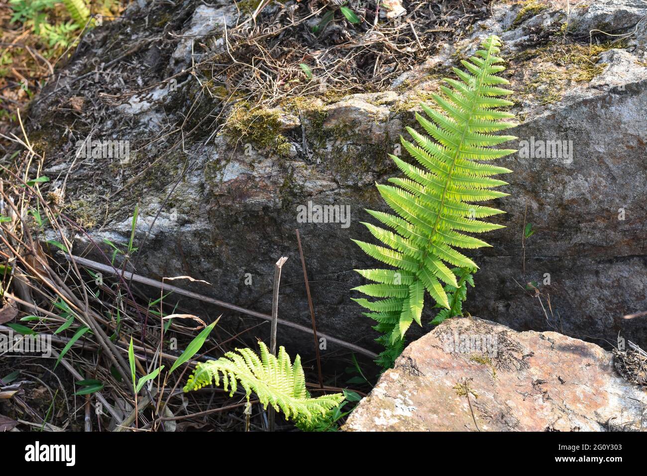 Piante di felce verdi che crescono su una roccia e pietra con tappeto di muschio nei boschi. Foto Stock