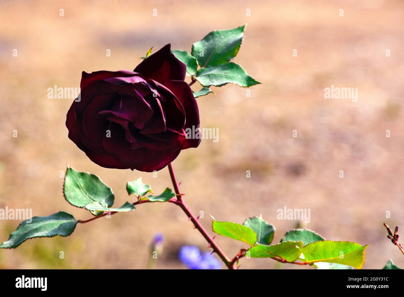 Una rosa rossa scarlatta con foglie verdi. Foto Stock