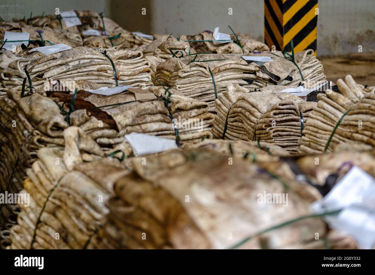 Magazzino di pelli grezze di vacca sono immagazzinate in cumuli Foto Stock