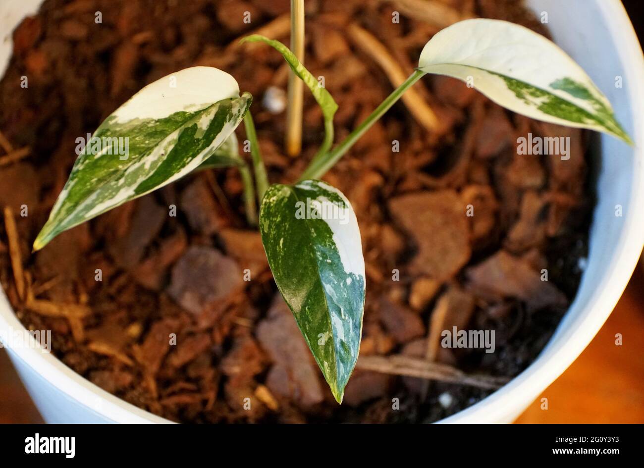 Una piccola pianta del variegato Epipremnum pinnatum albo Foto Stock