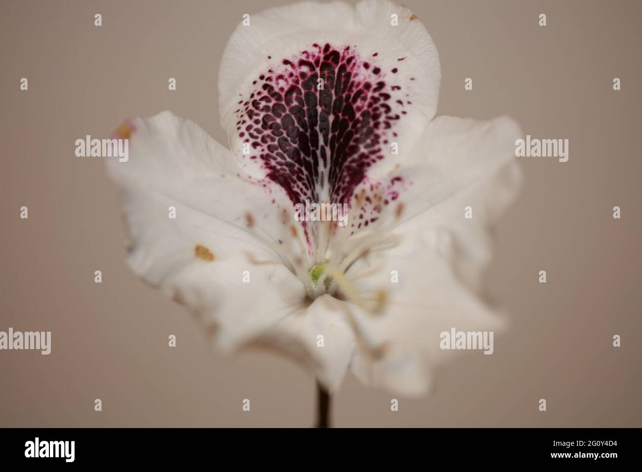 Rhododendron massimo fiore famiglia ericaceae macro sfondo botanico moderno alta qualità grandi dimensioni stampe Foto Stock