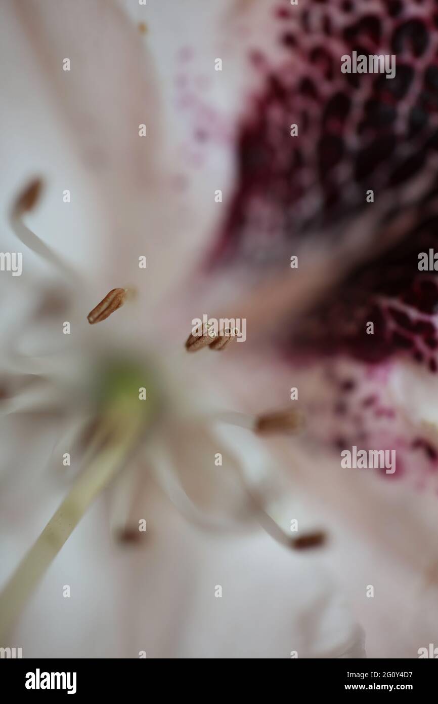 Rhododendron massimo fiore famiglia ericaceae macro sfondo botanico moderno alta qualità grandi dimensioni stampe Foto Stock