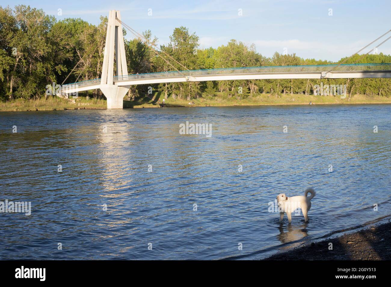 Animale domestico in piedi in acque poco profonde sulla riva del fiume Bow al parco di fuori del guinzaglio. Il ponte Eric Harvie collega il suo Higgins Park con il Carburn Park. Foto Stock