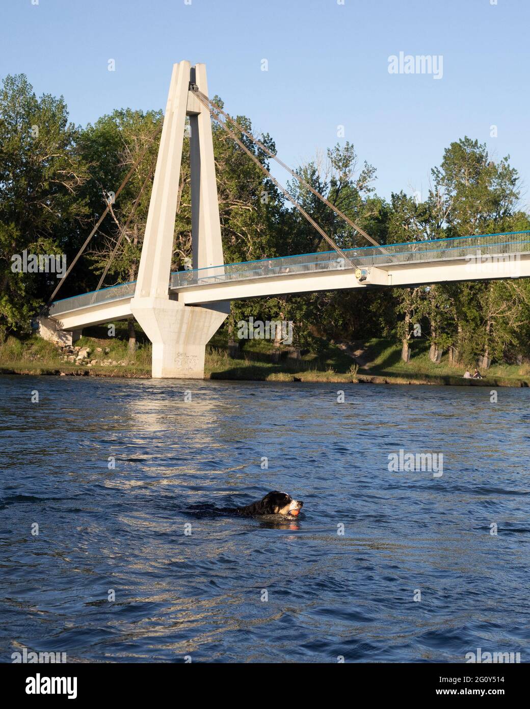 Dog fetching palla dal fiume al off-leash dog Park. Il ponte di Eric Harvie sul fiume Bow collega il suo Higgins Park con il Carburn Park di Calgary Sud-Est. Foto Stock