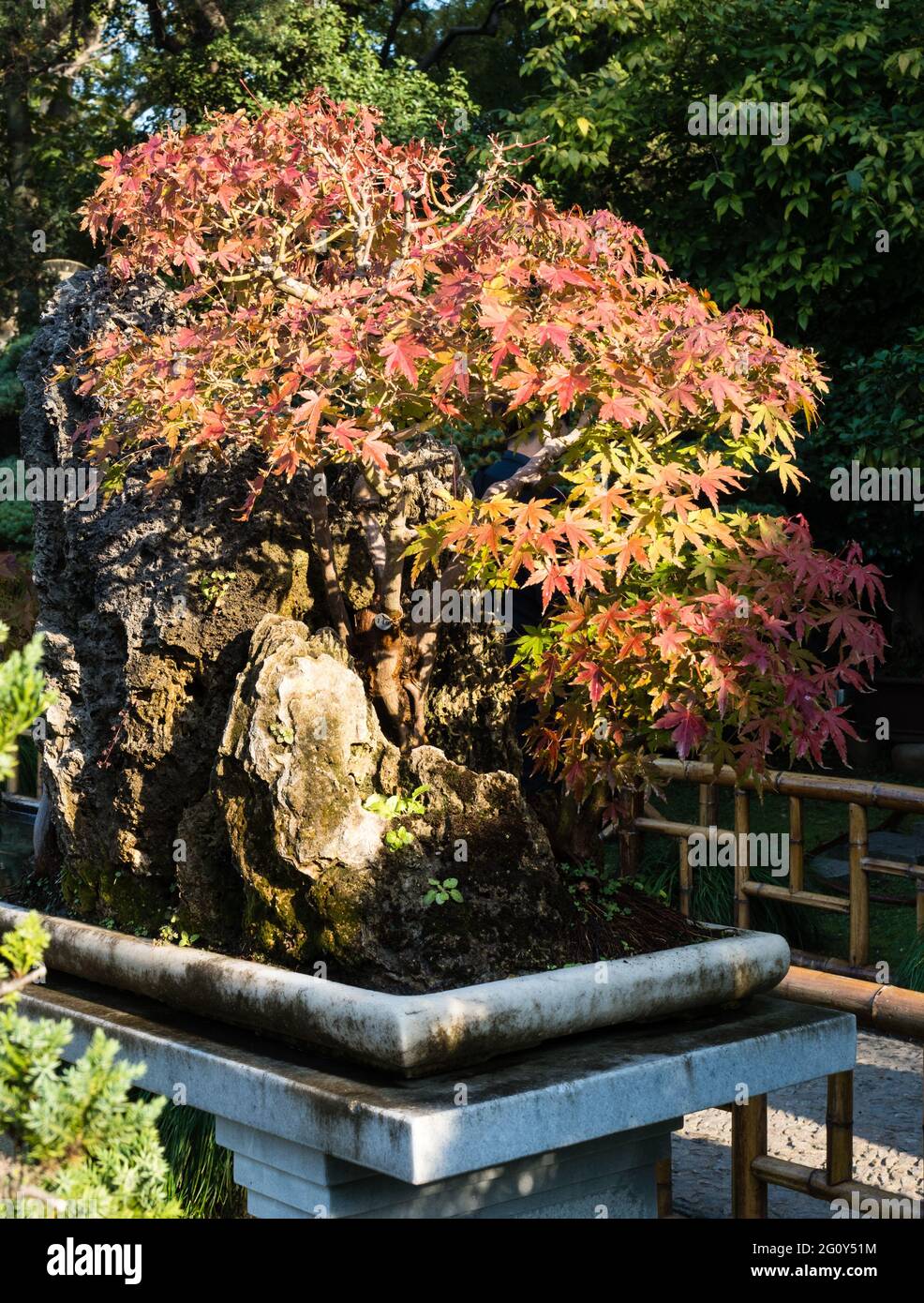 Bonsai di acero rosso nel classico giardino cinese Foto stock - Alamy