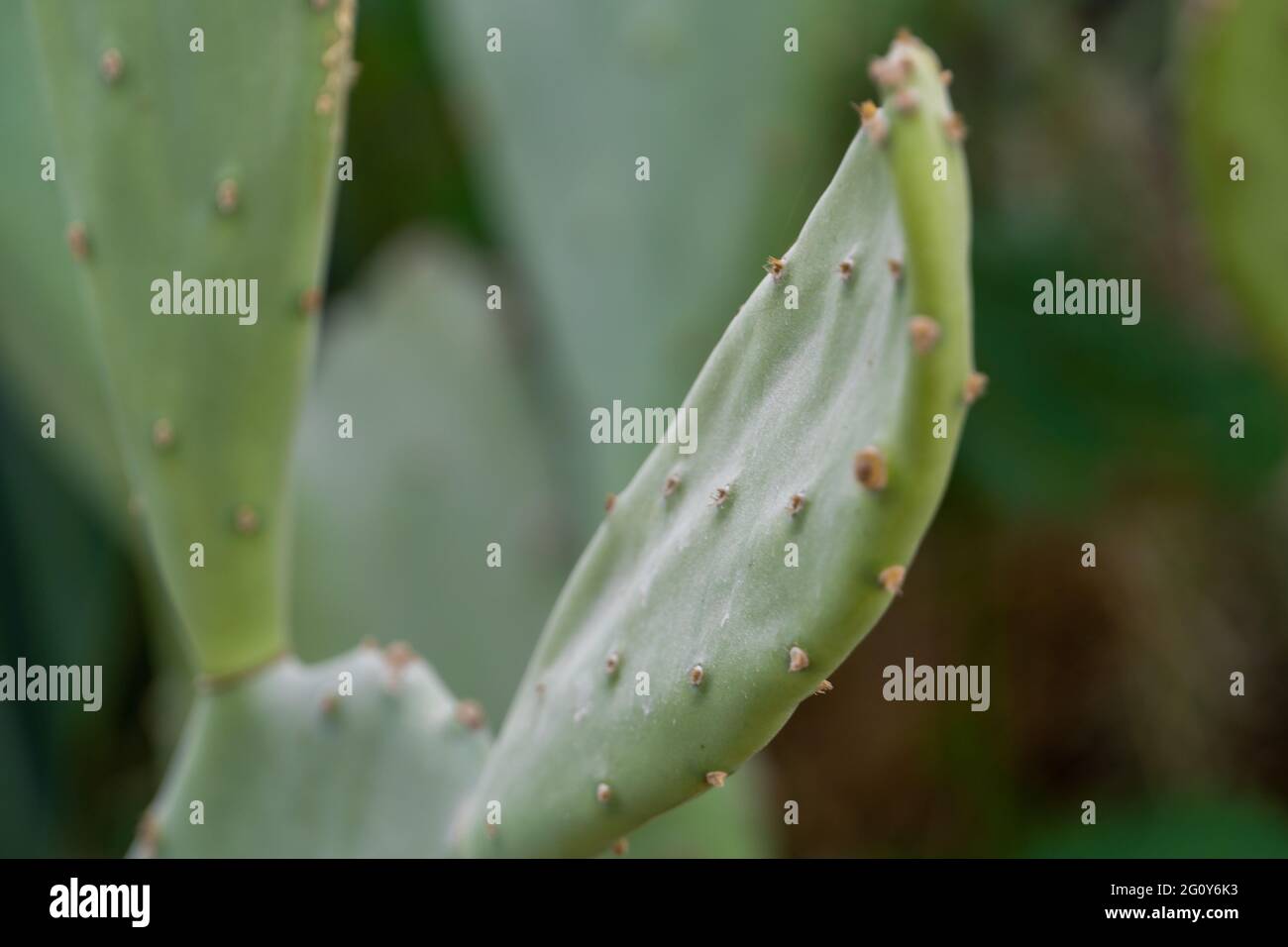 Primo piano del ramo verde di Cactus con piccole punte nel deserto. Foto Stock