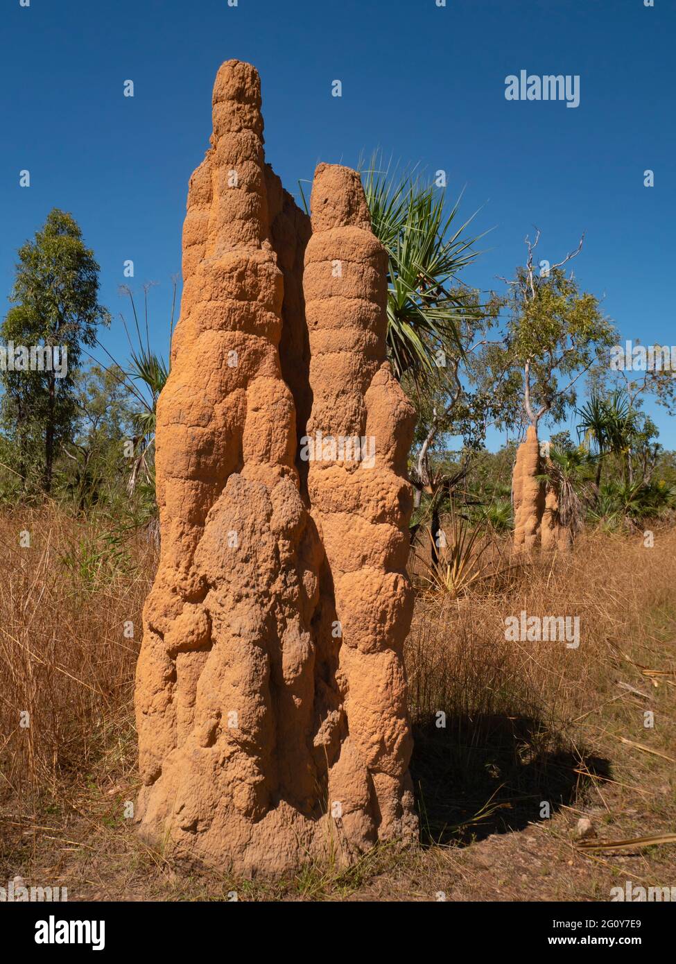 Alti tumuli di termite della Cattedrale rossa nella parte superiore tropicale del territorio del Nord. Foto Stock