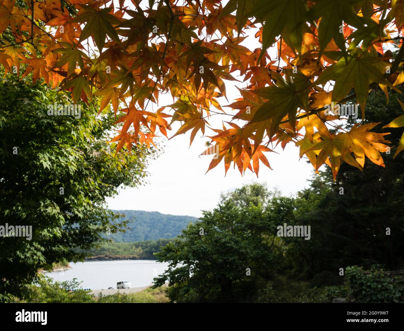 Inizio autunno al Lago Saiko - Fuji cinque Laghi, Giappone Foto Stock