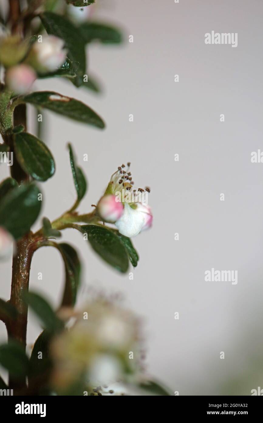 Bianco Bush fiore primo piano sfondo famiglia dammeri cotoneaster rosaceae stampe botaniche di alta qualità di grandi dimensioni Foto Stock