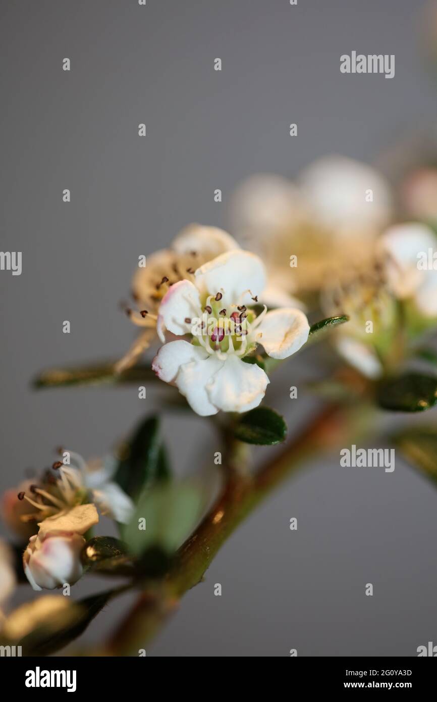 Bianco Bush fiore primo piano sfondo famiglia dammeri cotoneaster rosaceae stampe botaniche di alta qualità di grandi dimensioni Foto Stock