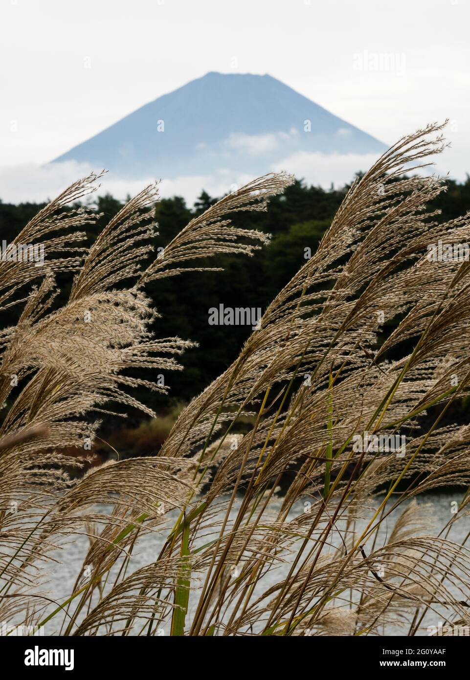 Silvergrass e silhouette del Monte Fuji vicino al Lago Shojiko, uno dei cinque Laghi di Fuji - prefettura di Yamanashi, Giappone Foto Stock