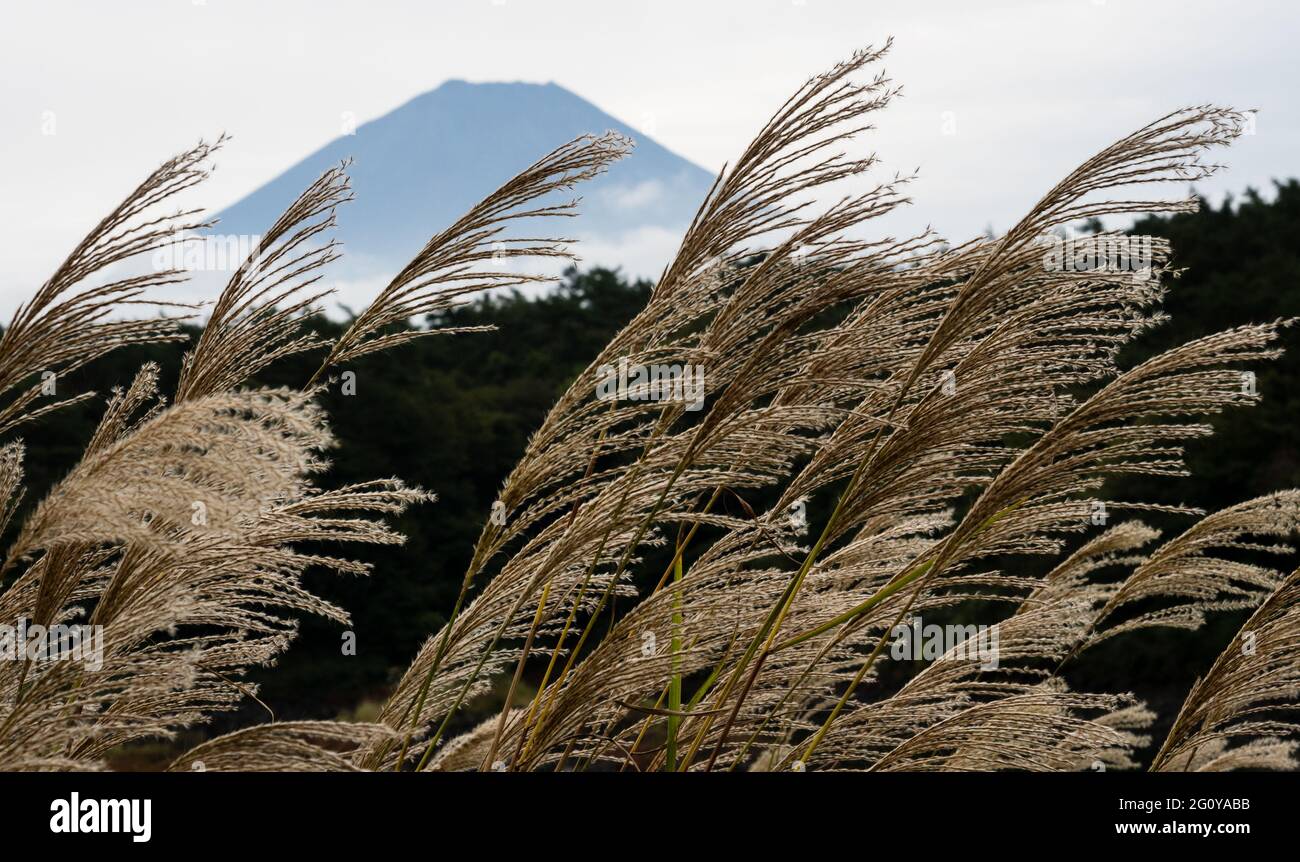 Silvergrass e silhouette del Monte Fuji vicino al Lago Shojiko, uno dei cinque Laghi di Fuji - prefettura di Yamanashi, Giappone Foto Stock
