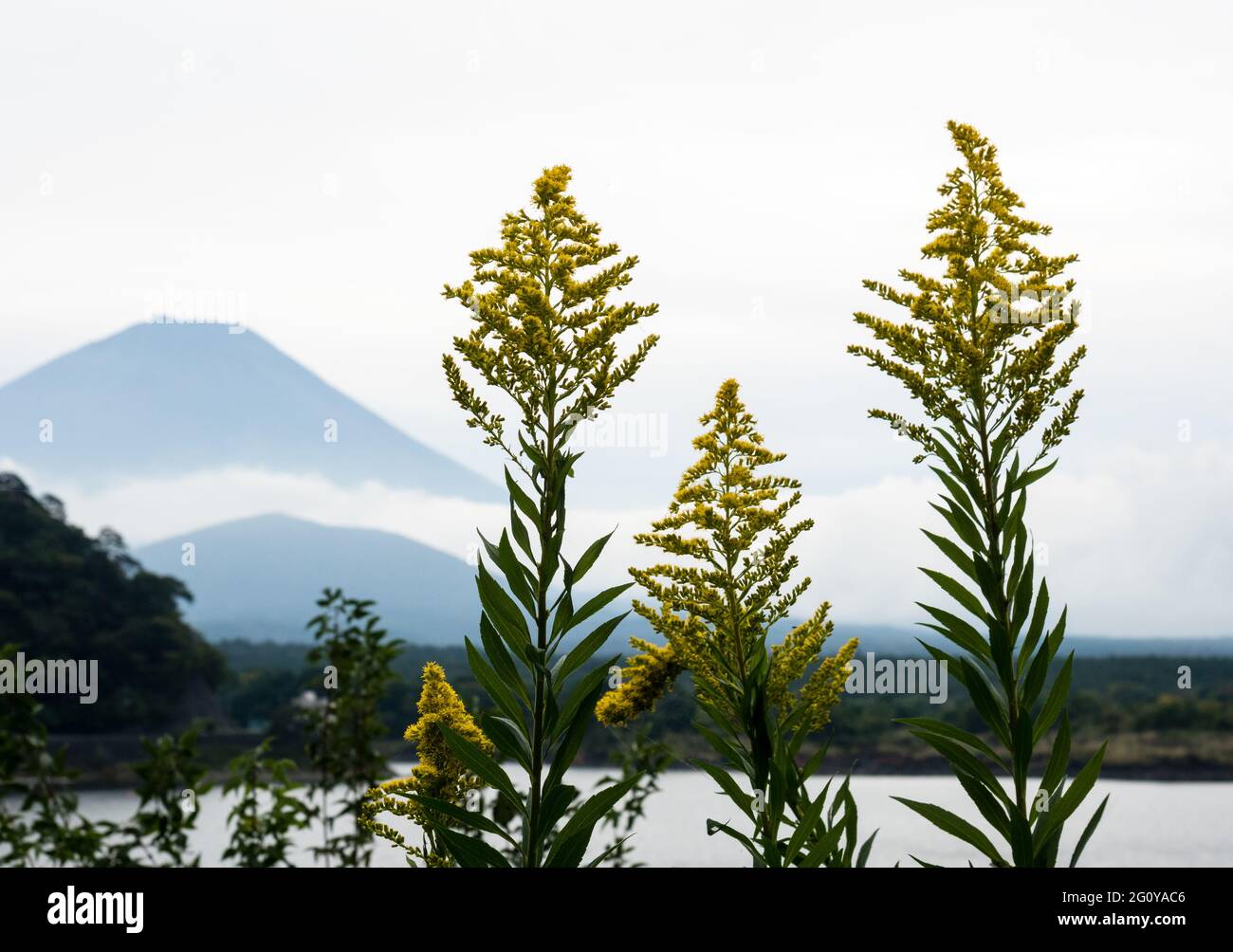 Fiori selvatici e silhouette del Monte Fuji al Lago Shojiko, uno dei cinque Laghi di Fuji - prefettura di Yamanashi, Giappone Foto Stock