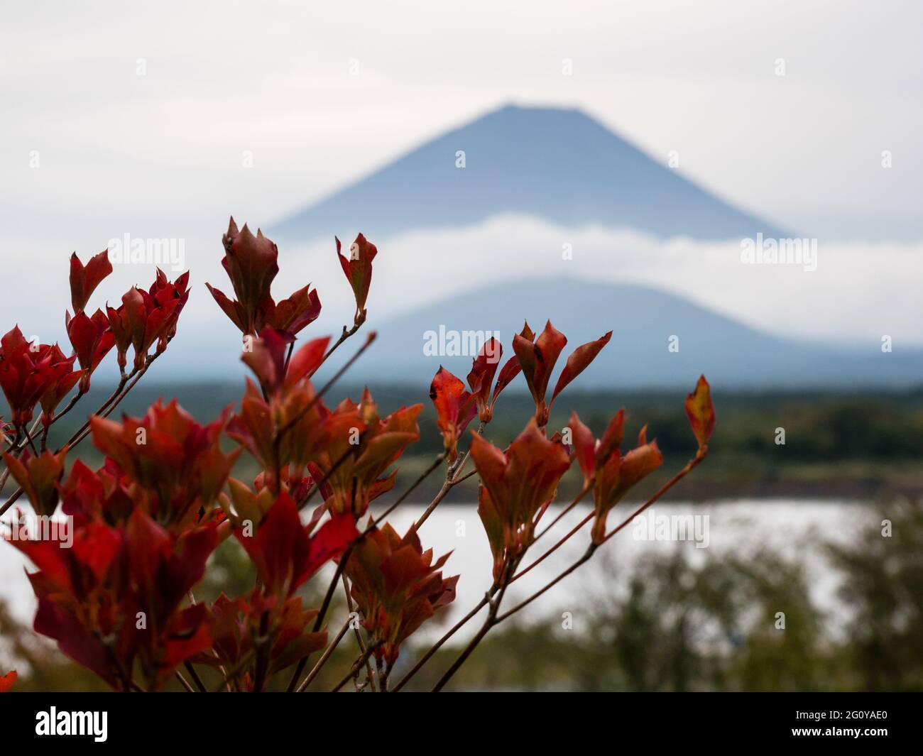 Fogliame e silhouette autunnali del Monte Fuji al Lago Shojiko, uno dei cinque laghi di Fuji - prefettura di Yamanashi, Giappone Foto Stock