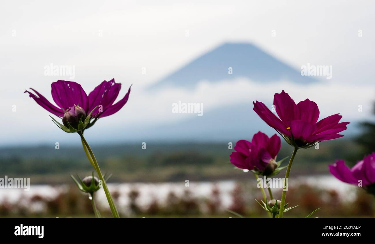 Fiori COSMOS e silhouette del Monte Fuji al Lago Shojiko, uno dei cinque Laghi di Fuji - prefettura di Yamanashi, Giappone Foto Stock