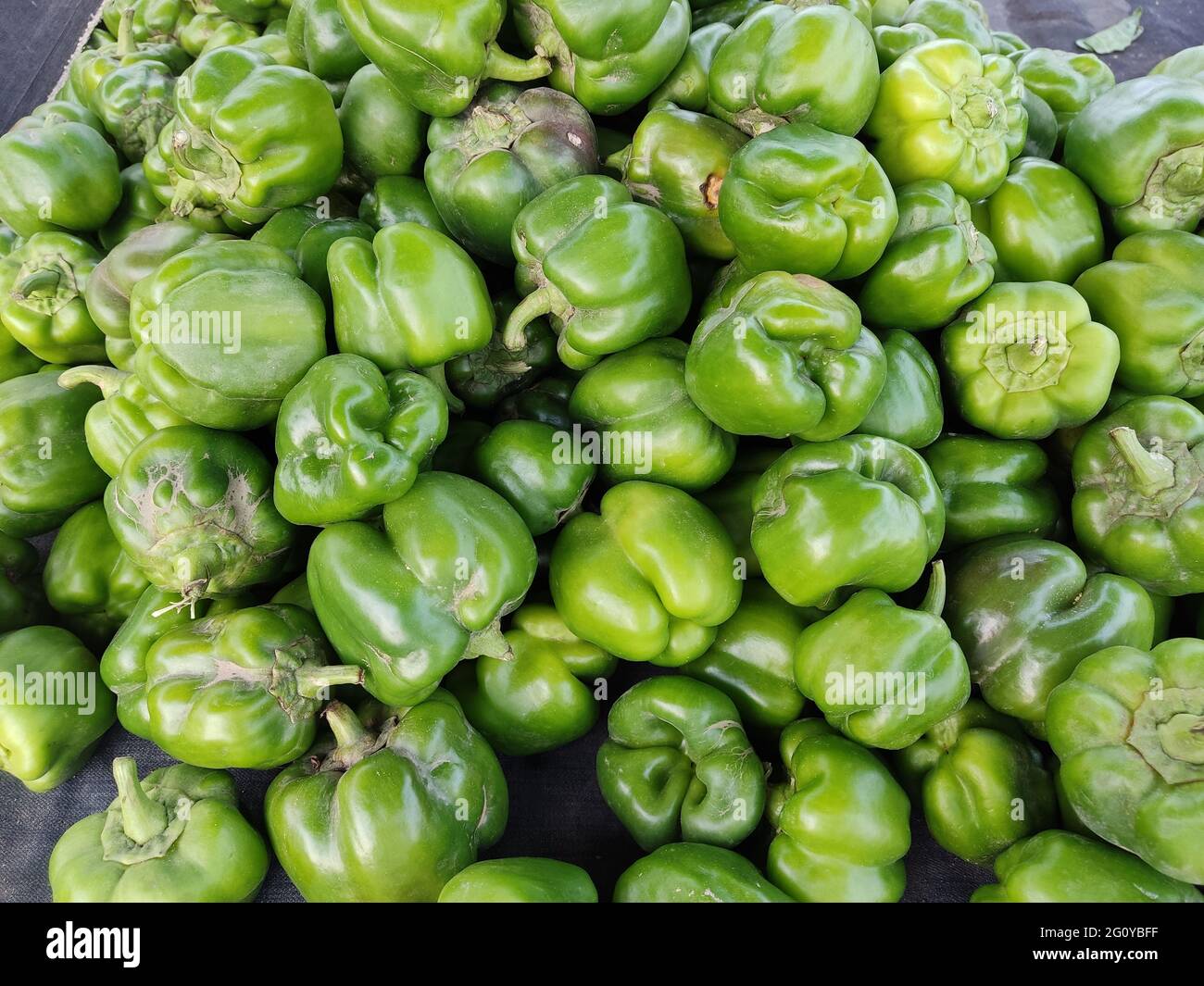Qualsiasi pianta del genere Capsicum (della famiglia Solanaceae, che non è legata a Piper), e il suo frutto; pepe rosso; peperoncino. . Foto Stock