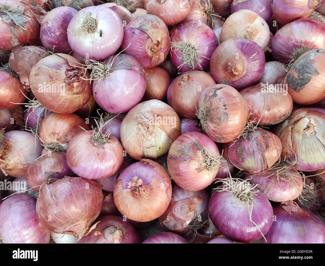 La cipolla, nota anche come cipolla bulbo o cipolla comune, è un ortaggio che è la specie più coltivata del genere Allium Foto Stock