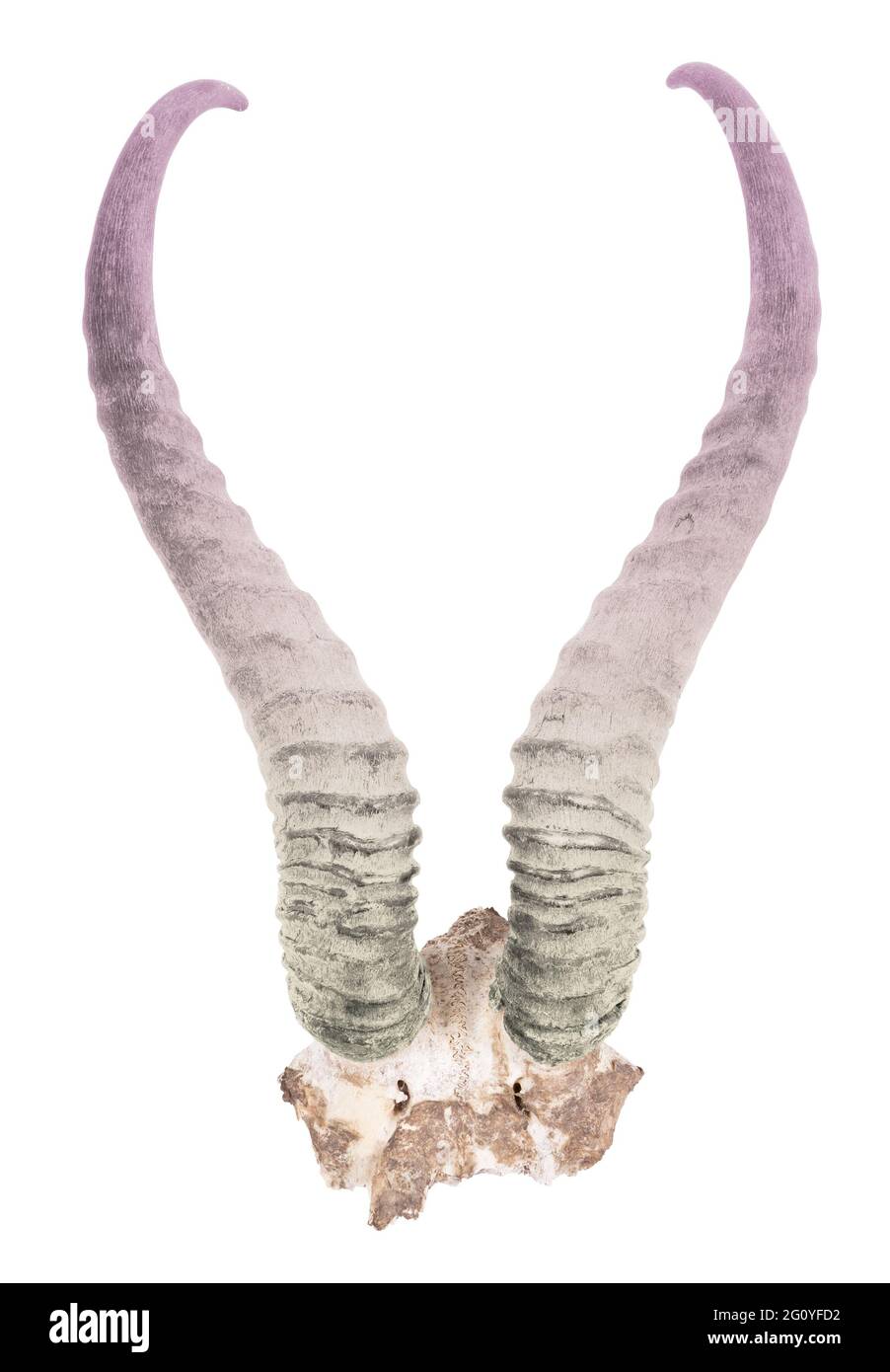 Formiche springbok viola e verde isolate su sfondo bianco Foto Stock