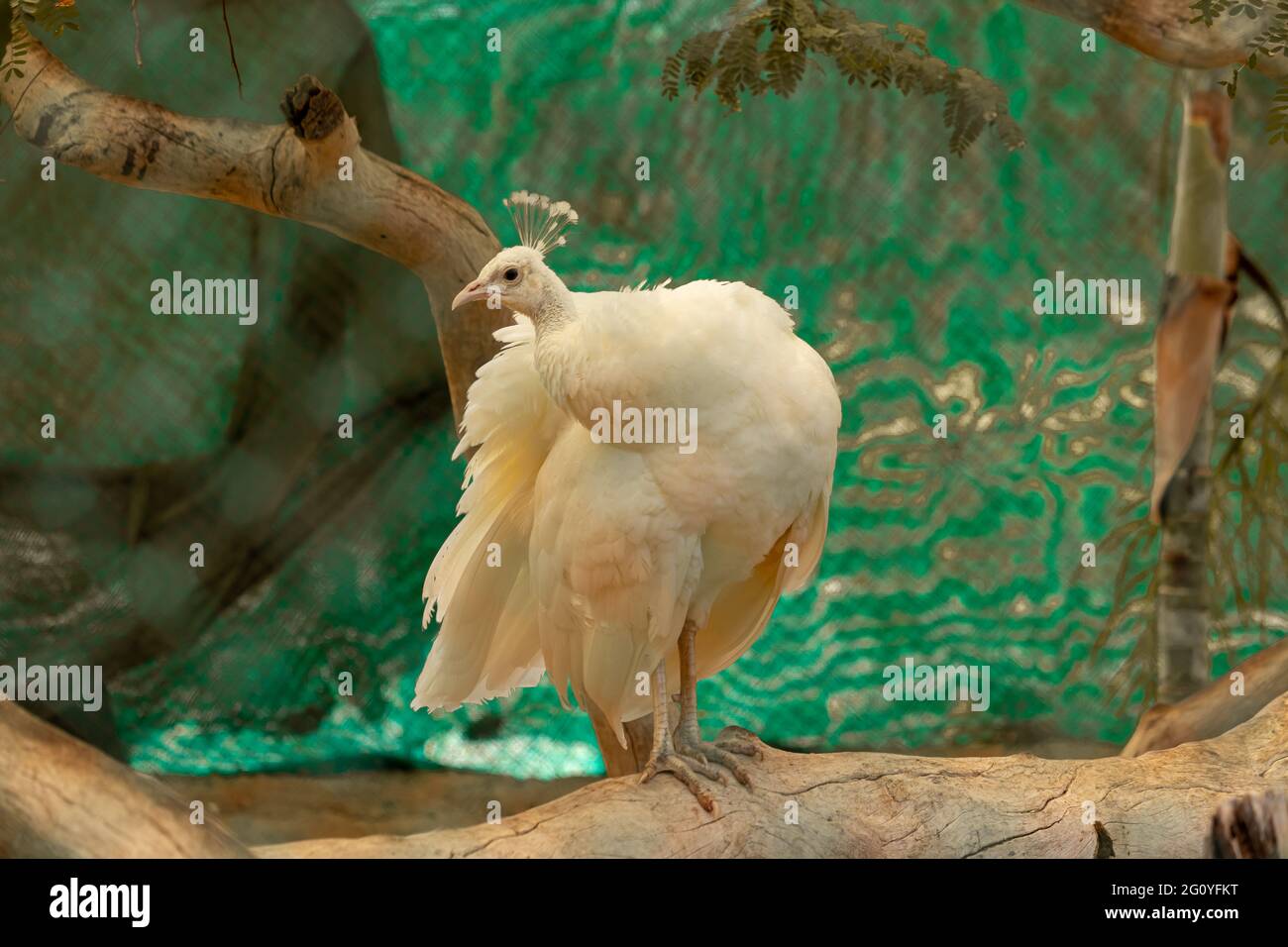 Bellissimo Peacock bianco allo zoo Foto Stock