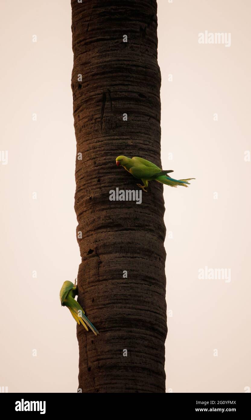 Pappagalli sul ramo di albero Foto Stock