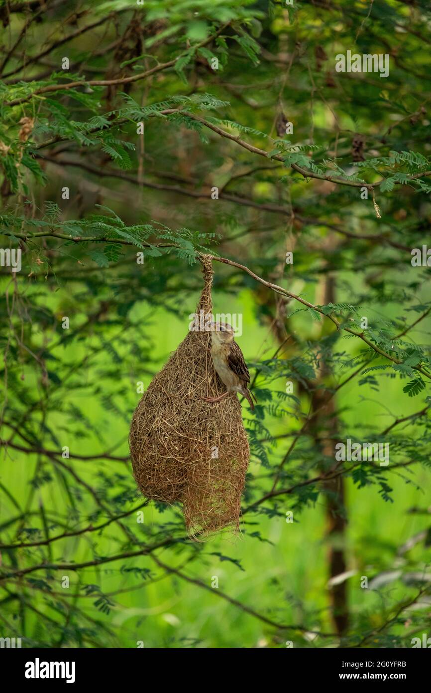 Uccello seduto sul nido Foto Stock