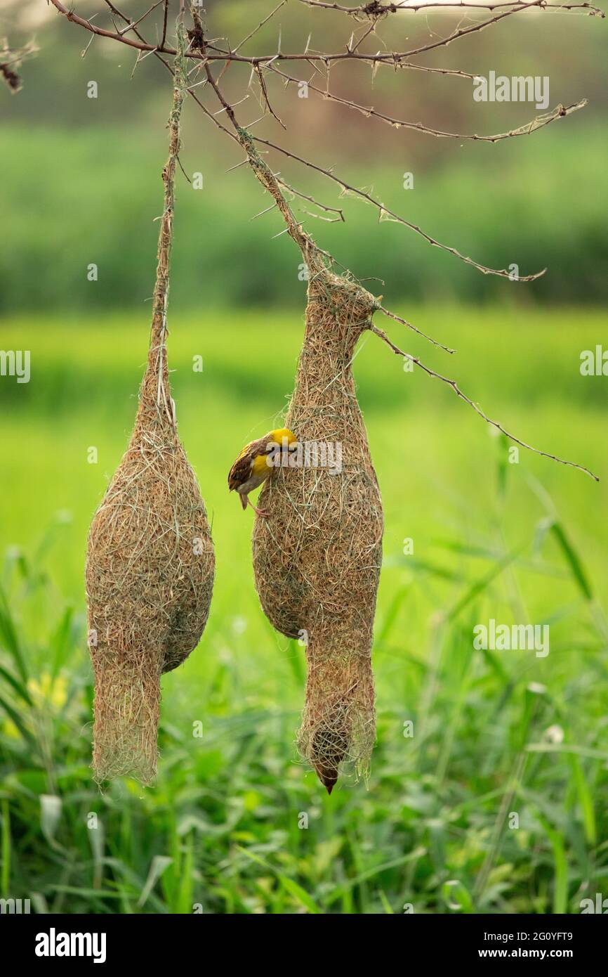Uccello seduto sul nido Foto Stock