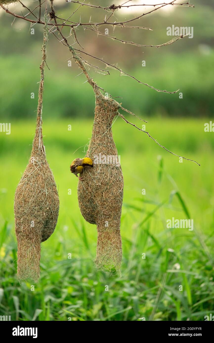 Uccello seduto sul nido Foto Stock