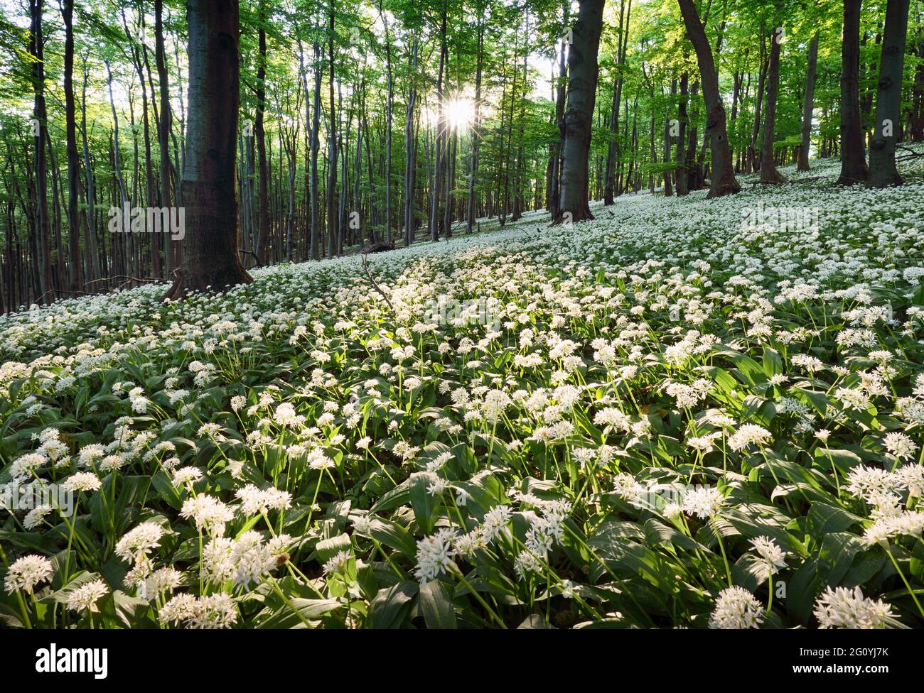 Geen foresta con aglio selvatico al tramonto, Slovacchia Foto Stock