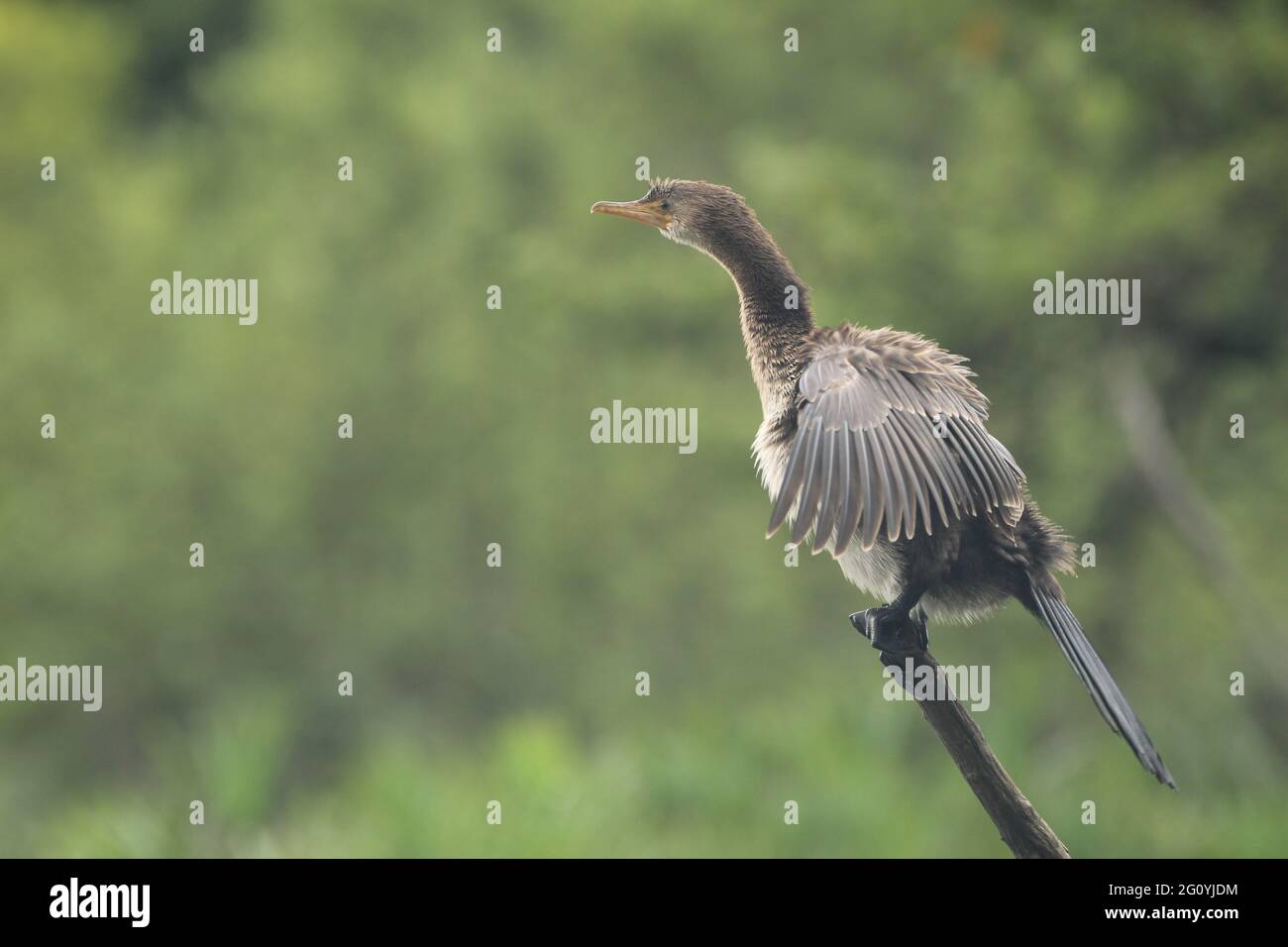 Uccello serpente in piedi su un ramo di albero morto. Foto Stock