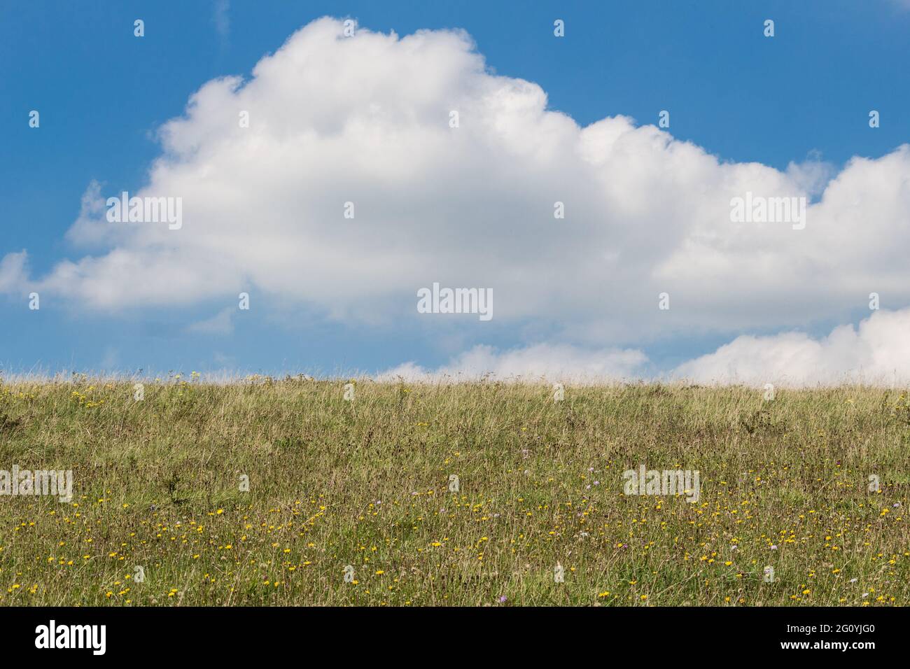 Paesaggio naturale, campo aperto con nuvole bianche soffici prese nel sud-est dell'Inghilterra vicino a Devil's Dyke, South Downs. Nessuna gente Foto Stock