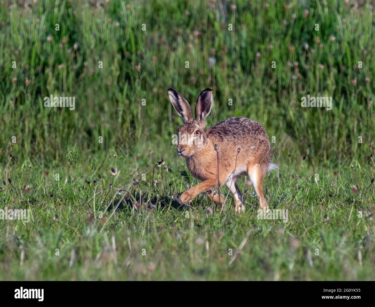 Brown lepre Lepus europaeus mangiare erba di prato Pascolo Foto Stock
