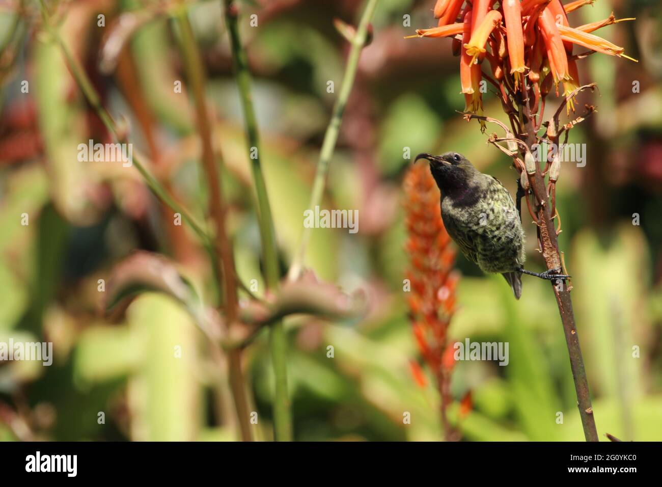 Uccello di Ametista appollaiato su un ramo di fiori di aloe. Foto Stock