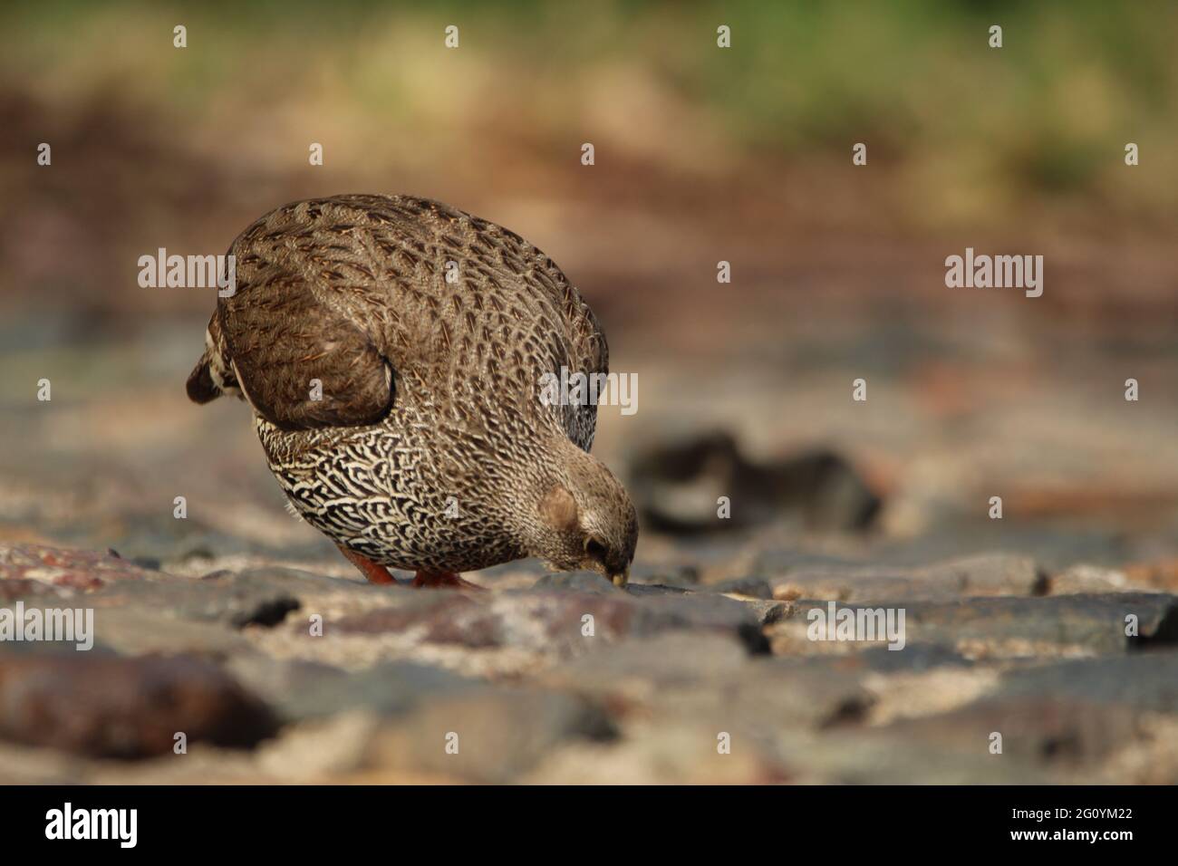 Francolin in piedi sulle rocce. Foto Stock