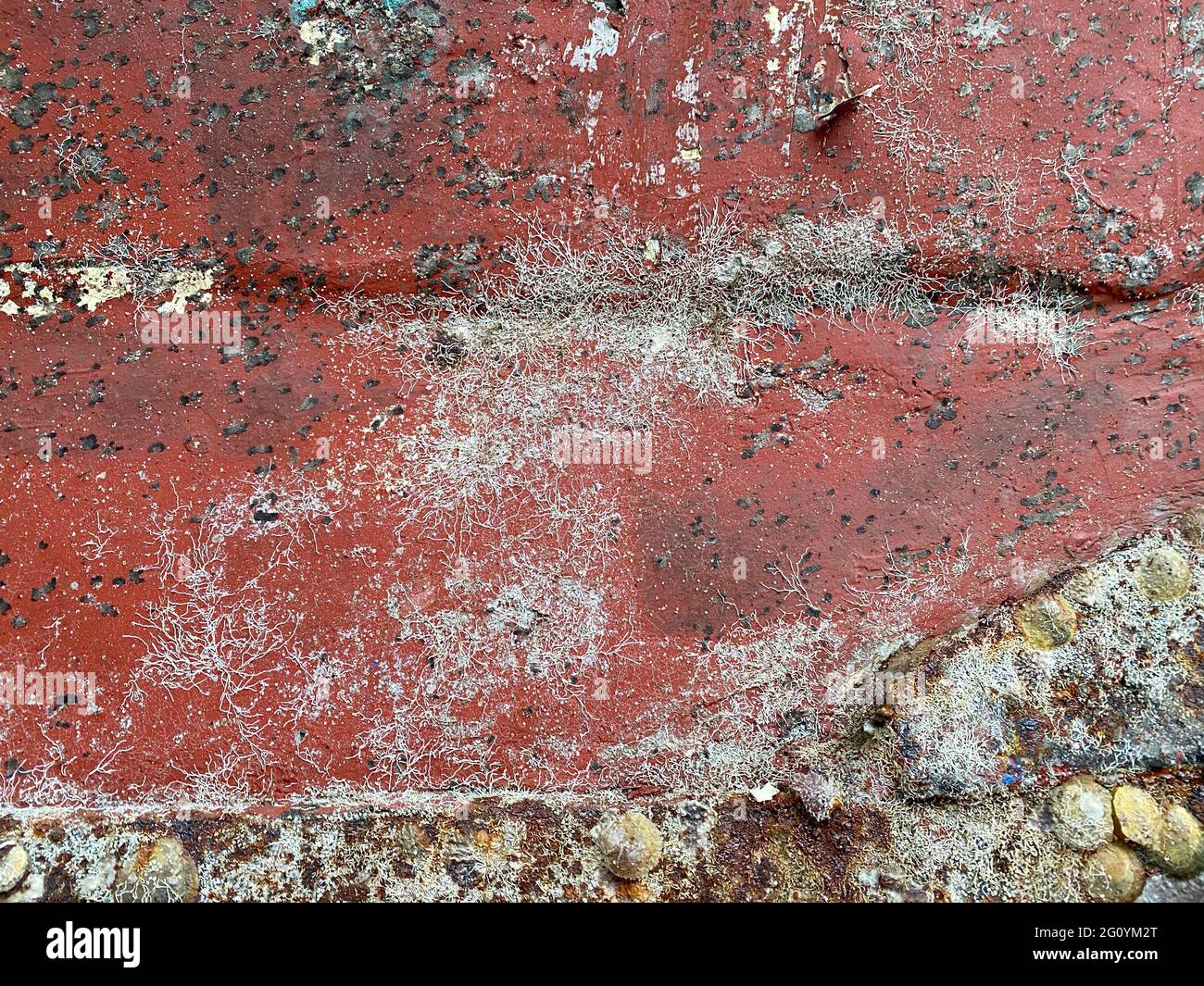 Sfondo testurizzato della parete metallica intemperie con corrosione e fori in vernice rossa Foto Stock