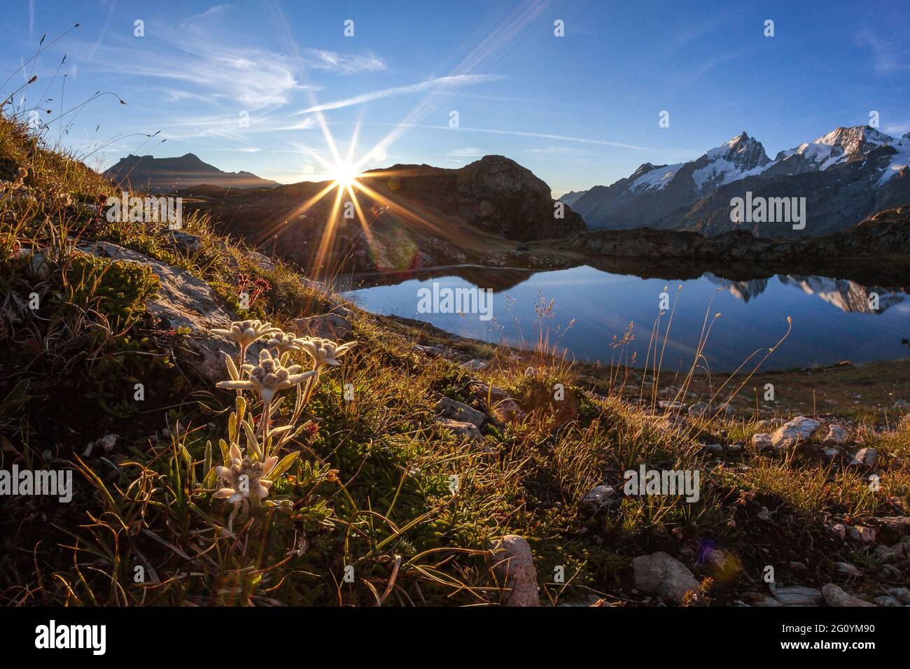 FRANCIA. HAUTES-ALPES (05), PARCO NAZIONALE DEGLI ECRINS, ALTOPIANO DI EMPARIS, LAGO DI LERIE, EDELWEISS, LEONTOPODIUM ALPINUM Foto Stock