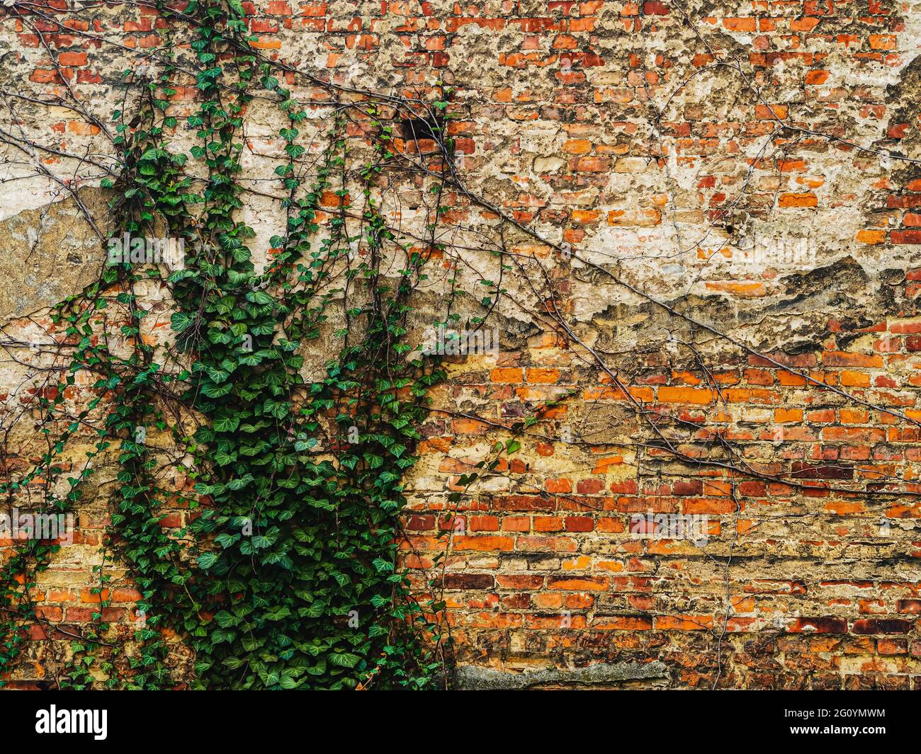 vecchio muro di mattoni che copre con edera verde. sfondo astratto Foto Stock
