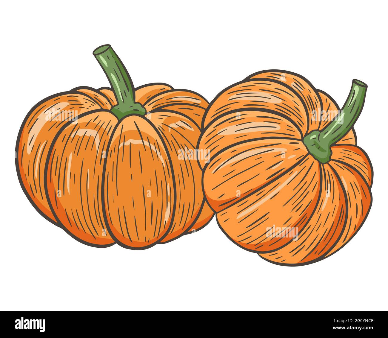 Due zucche, vettoriale. Verdure di stagione autunnali. La zucca è rotonda e arancione. Disegno a mano. Caduta di frutta tradizionale. Illustrazione Vettoriale